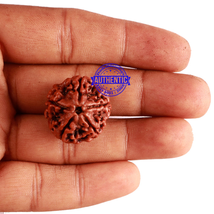 5 Mukhi Rudraksha from Nepal - Bead No. 231