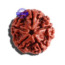 Load image into Gallery viewer, 5 Mukhi Rudraksha from Nepal - Bead No. 231
