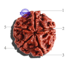 Load image into Gallery viewer, 5 Mukhi Rudraksha from Nepal - Bead No. 231
