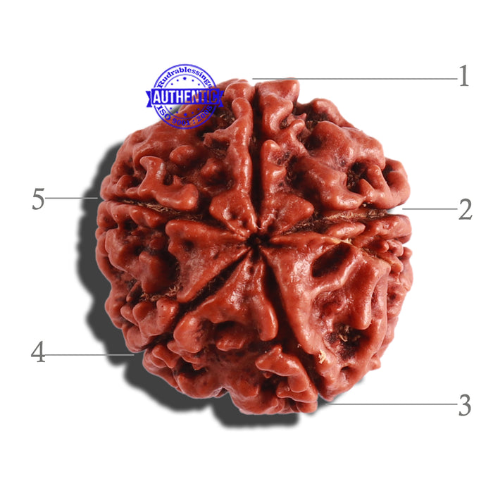 5 Mukhi Rudraksha from Nepal - Bead No. 231
