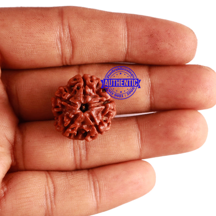 5 Mukhi Rudraksha from Nepal - Bead No. 232