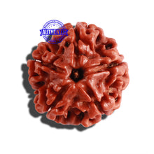 Load image into Gallery viewer, 5 Mukhi Rudraksha from Nepal - Bead No. 232
