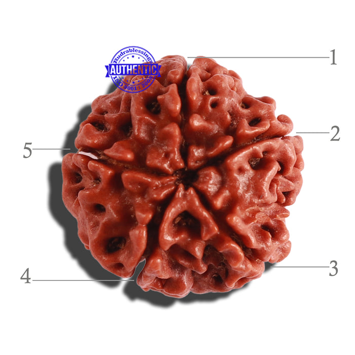5 Mukhi Rudraksha from Nepal - Bead No. 232