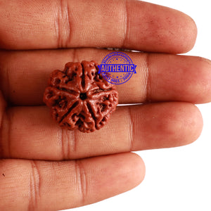 5 Mukhi Rudraksha from Nepal - Bead No. 233