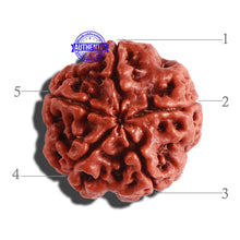 Load image into Gallery viewer, 5 Mukhi Rudraksha from Nepal - Bead No. 233
