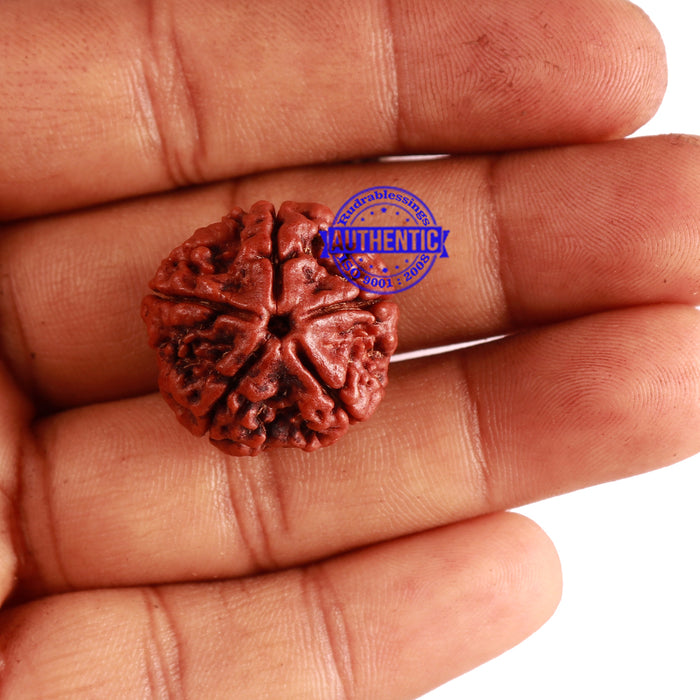 5 Mukhi Rudraksha from Nepal - Bead No. 234