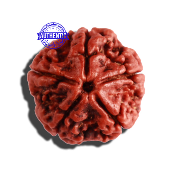 5 Mukhi Rudraksha from Nepal - Bead No. 234