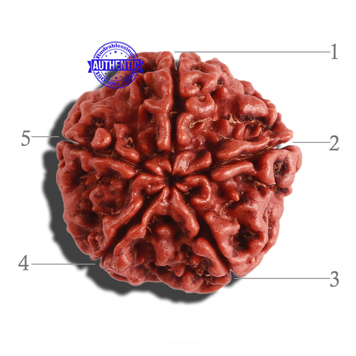 5 Mukhi Rudraksha from Nepal - Bead No. 234