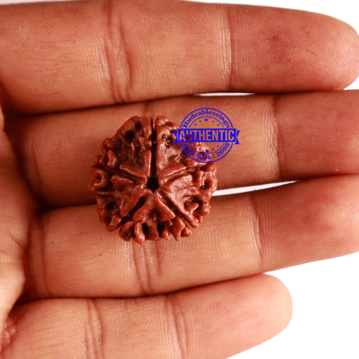 5 Mukhi Rudraksha from Nepal - Bead No. 235
