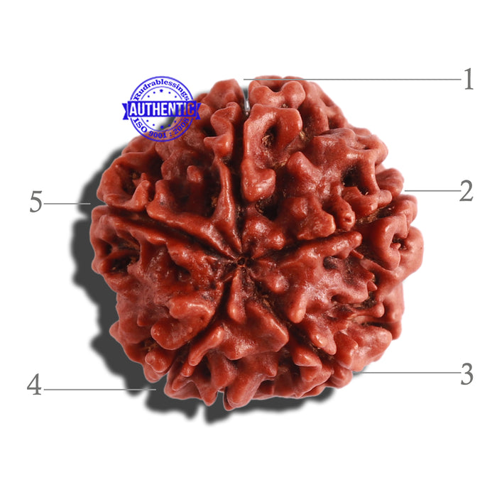 5 Mukhi Rudraksha from Nepal - Bead No. 235