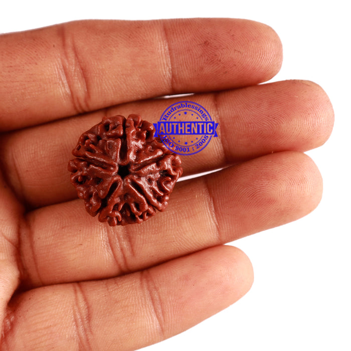 5 Mukhi Rudraksha from Nepal - Bead No. 236