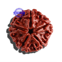 Load image into Gallery viewer, 5 Mukhi Rudraksha from Nepal - Bead No. 236
