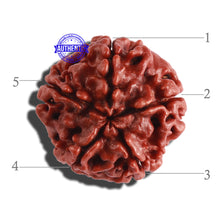 Load image into Gallery viewer, 5 Mukhi Rudraksha from Nepal - Bead No. 236
