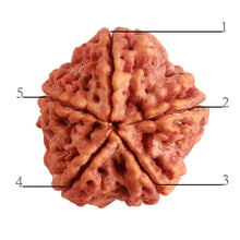 Load image into Gallery viewer, 5 Mukhi Rudraksha from Nepal - Bead No. 263
