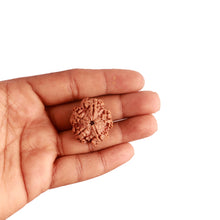 Load image into Gallery viewer, 5 Mukhi Rudraksha from Nepal - Bead No. 279
