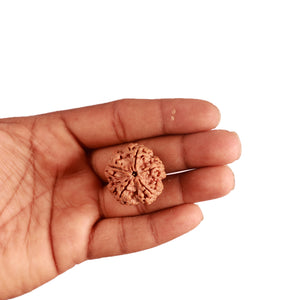 5 Mukhi Rudraksha from Nepal - Bead No. 280
