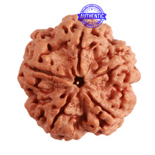 Load image into Gallery viewer, 5 Mukhi Rudraksha from Nepal - Bead No. 280
