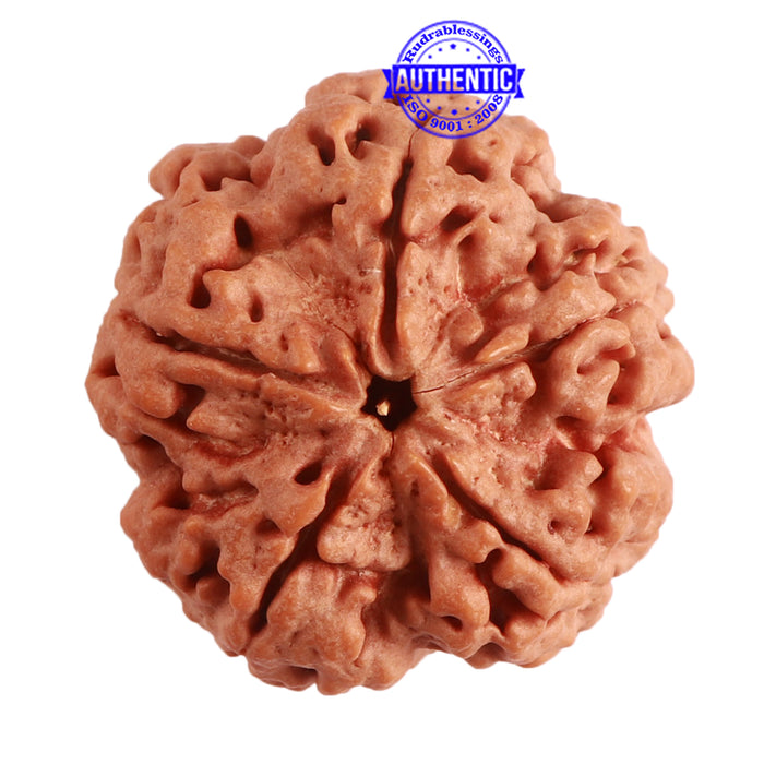 5 Mukhi Rudraksha from Nepal - Bead No. 280