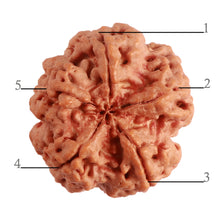 Load image into Gallery viewer, 5 Mukhi Rudraksha from Nepal - Bead No. 280
