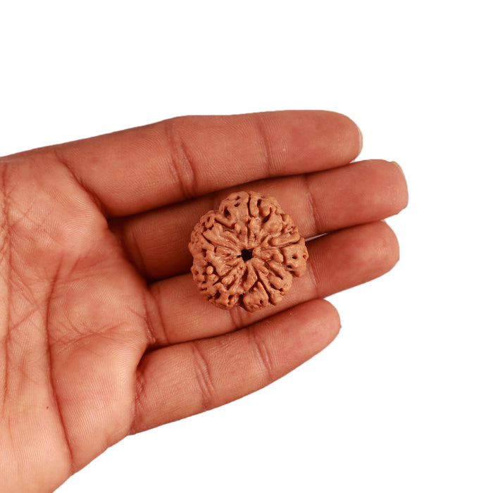 5 Mukhi Rudraksha from Nepal - Bead No. 284