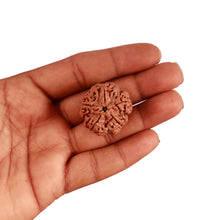 Load image into Gallery viewer, 5 Mukhi Rudraksha from Nepal - Bead No. 285
