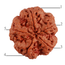 Load image into Gallery viewer, 5 Mukhi Rudraksha from Nepal - Bead No. 285
