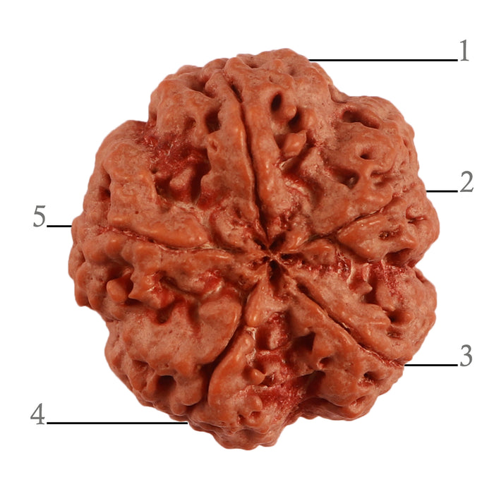 5 Mukhi Rudraksha from Nepal - Bead No. 282