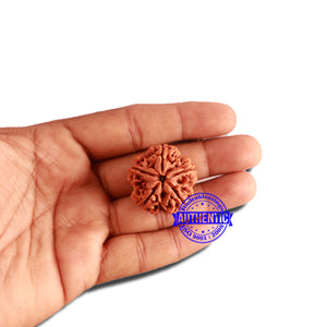 5 Mukhi Rudraksha from Nepal - Bead No. 286