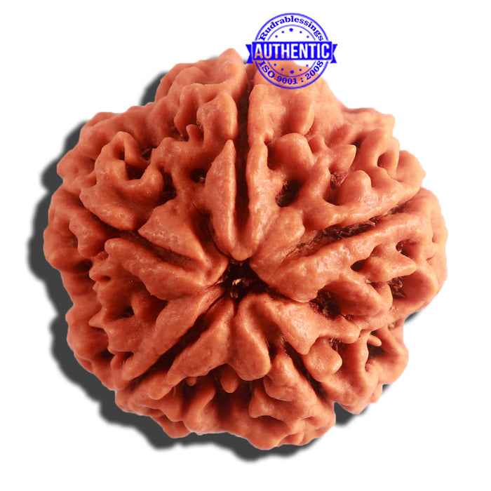5 Mukhi Rudraksha from Nepal - Bead No. 286