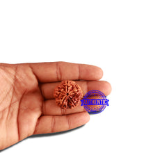 Load image into Gallery viewer, 5 Mukhi Rudraksha from Nepal - Bead No. 289
