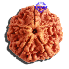 Load image into Gallery viewer, 5 Mukhi Rudraksha from Nepal - Bead No. 290
