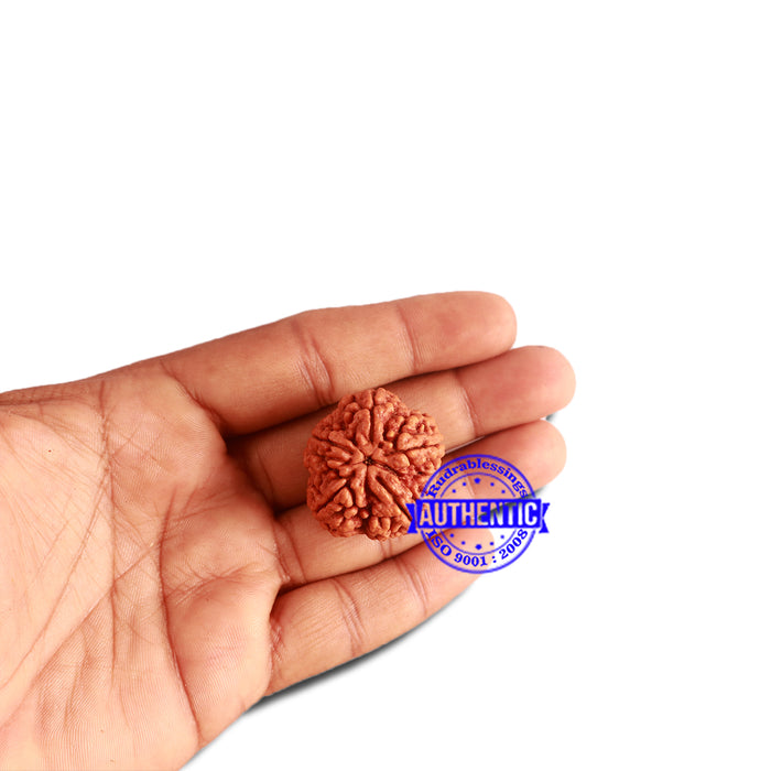 5 Mukhi Rudraksha from Nepal - Bead No. 291