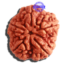 Load image into Gallery viewer, 5 Mukhi Rudraksha from Nepal - Bead No. 291
