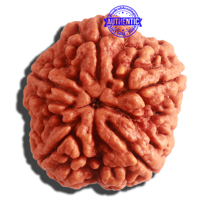 5 Mukhi Rudraksha from Nepal - Bead No. 291