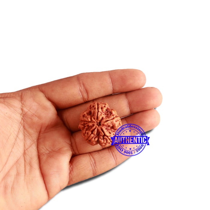 5 Mukhi Rudraksha from Nepal - Bead No. 292
