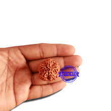 Load image into Gallery viewer, 5 Mukhi Rudraksha from Nepal - Bead No. 293
