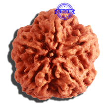 Load image into Gallery viewer, 5 Mukhi Rudraksha from Nepal - Bead No. 293
