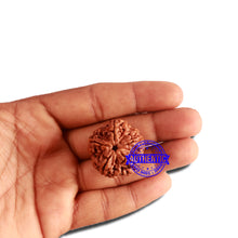 Load image into Gallery viewer, 5 Mukhi Rudraksha from Nepal - Bead No. 294
