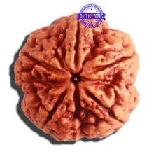 Load image into Gallery viewer, 5 Mukhi Rudraksha from Nepal - Bead No. 295
