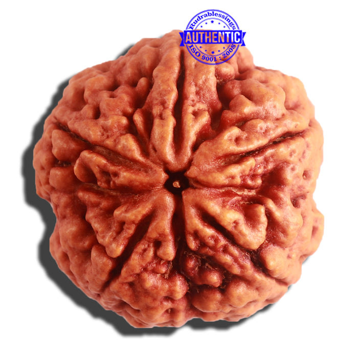 5 Mukhi Rudraksha from Nepal - Bead No. 295