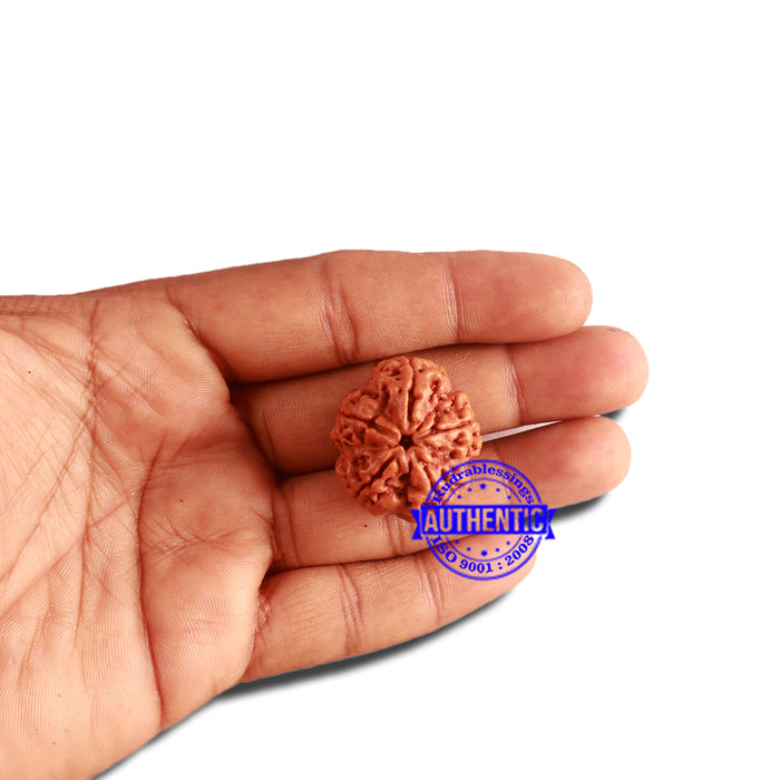 5 Mukhi Rudraksha from Nepal - Bead No. 296