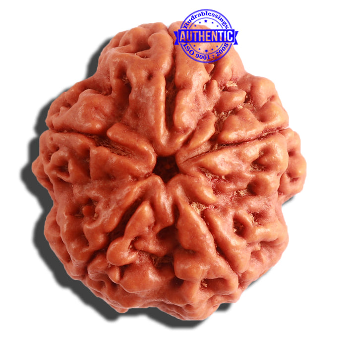 5 Mukhi Rudraksha from Nepal - Bead No. 296
