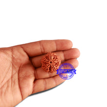 Load image into Gallery viewer, 5 Mukhi Rudraksha from Nepal - Bead No. 297
