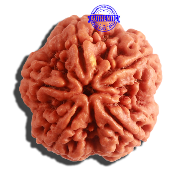 5 Mukhi Rudraksha from Nepal - Bead No. 297
