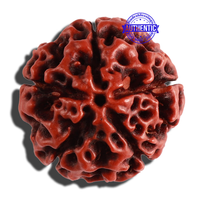 5 Mukhi Hybrid Rudraksha - Bead No. 3
