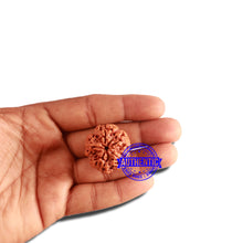 Load image into Gallery viewer, 5 Mukhi Rudraksha from Nepal - Bead No. 300
