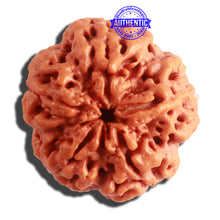Load image into Gallery viewer, 5 Mukhi Rudraksha from Nepal - Bead No. 300

