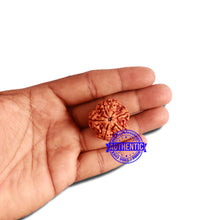 Load image into Gallery viewer, 5 Mukhi Rudraksha from Nepal - Bead No. 301
