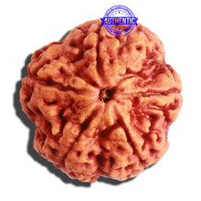 Load image into Gallery viewer, 5 Mukhi Rudraksha from Nepal - Bead No. 301
