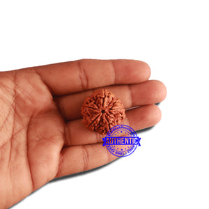 5 Mukhi Rudraksha from Nepal - Bead No. 304
